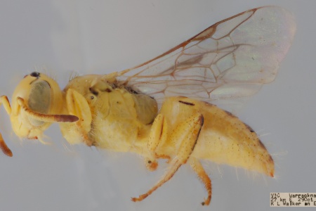 [Xanthesma furcifera male (lateral/side view) thumbnail]